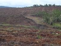 Finalizan las obras de restauración del gran incendio forestal ocurrido en Trabazos-Latedo (Zamora)